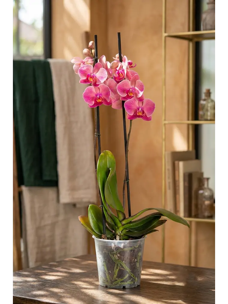 Orquídea Rosada (Grande) 1