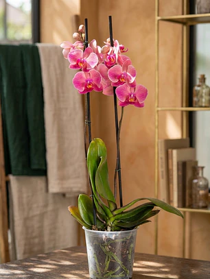 Orquídea Rosada (Grande)