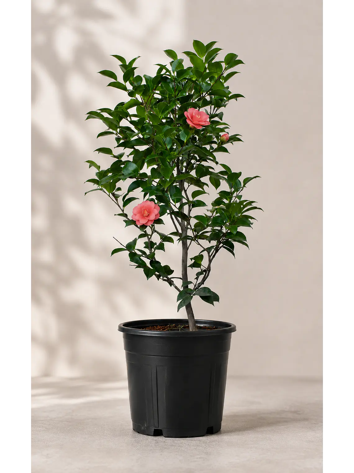 Camelia  2
