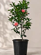 Camelia  - Miniatura 2