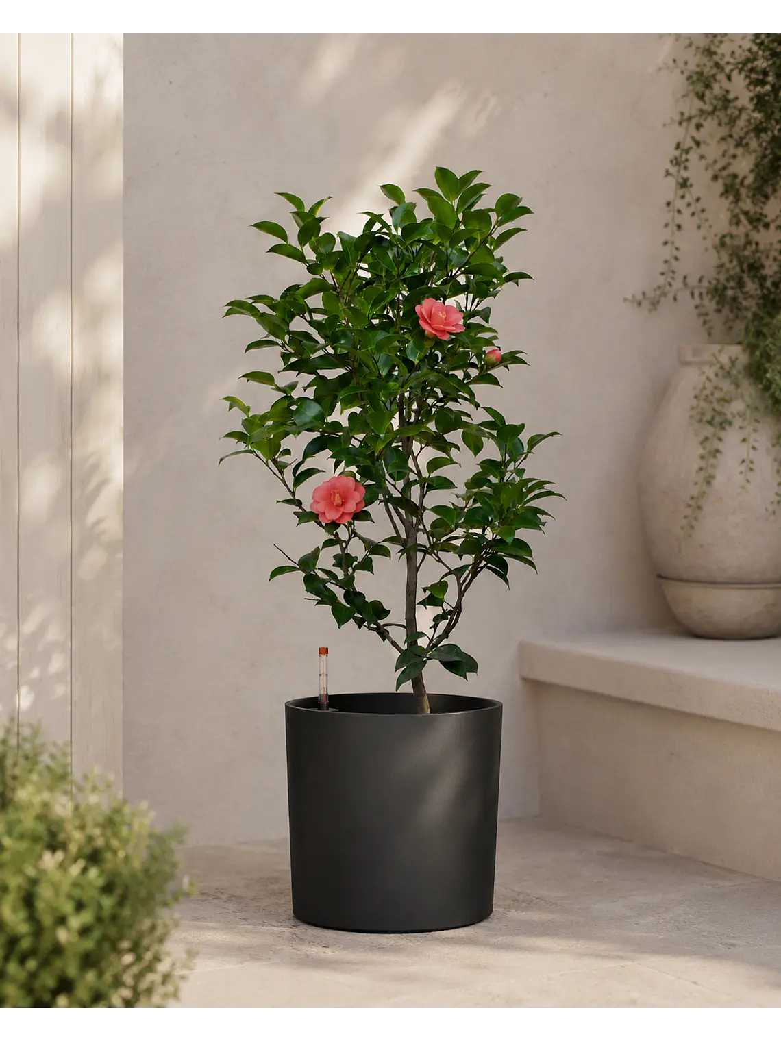 Camelia  3