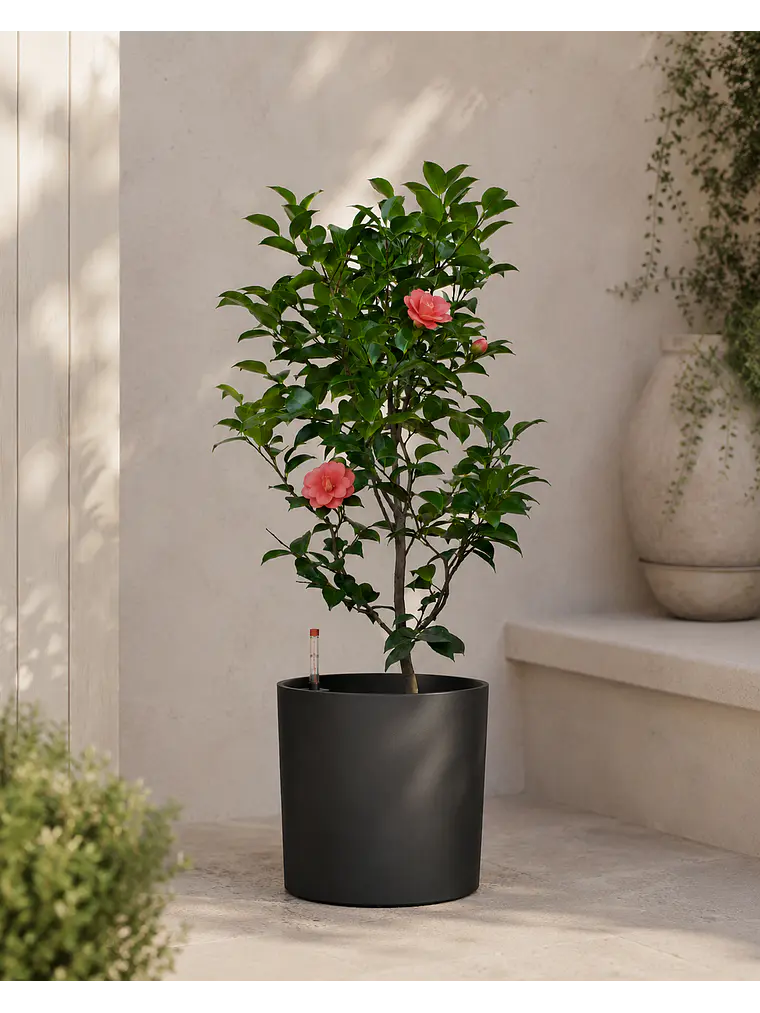 Camelia  3