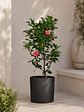 Camelia  - Miniatura 3