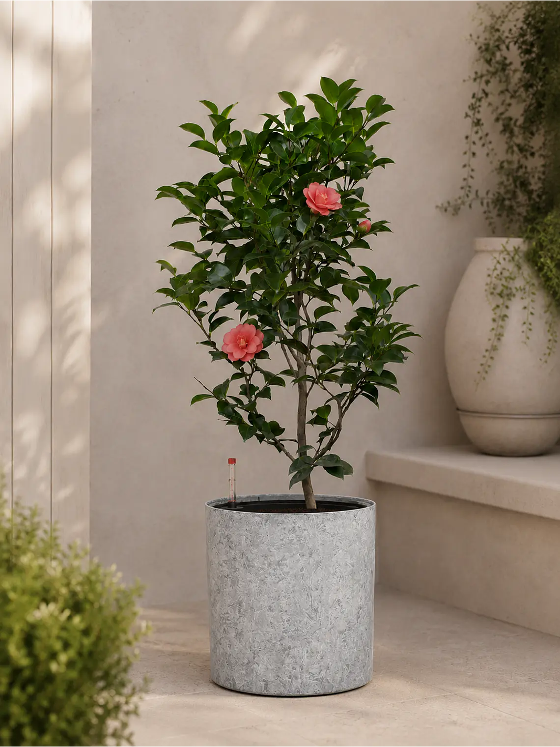 Camelia  4
