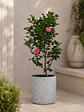 Camelia  - Miniatura 4