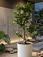 Camelia  - Miniatura 5