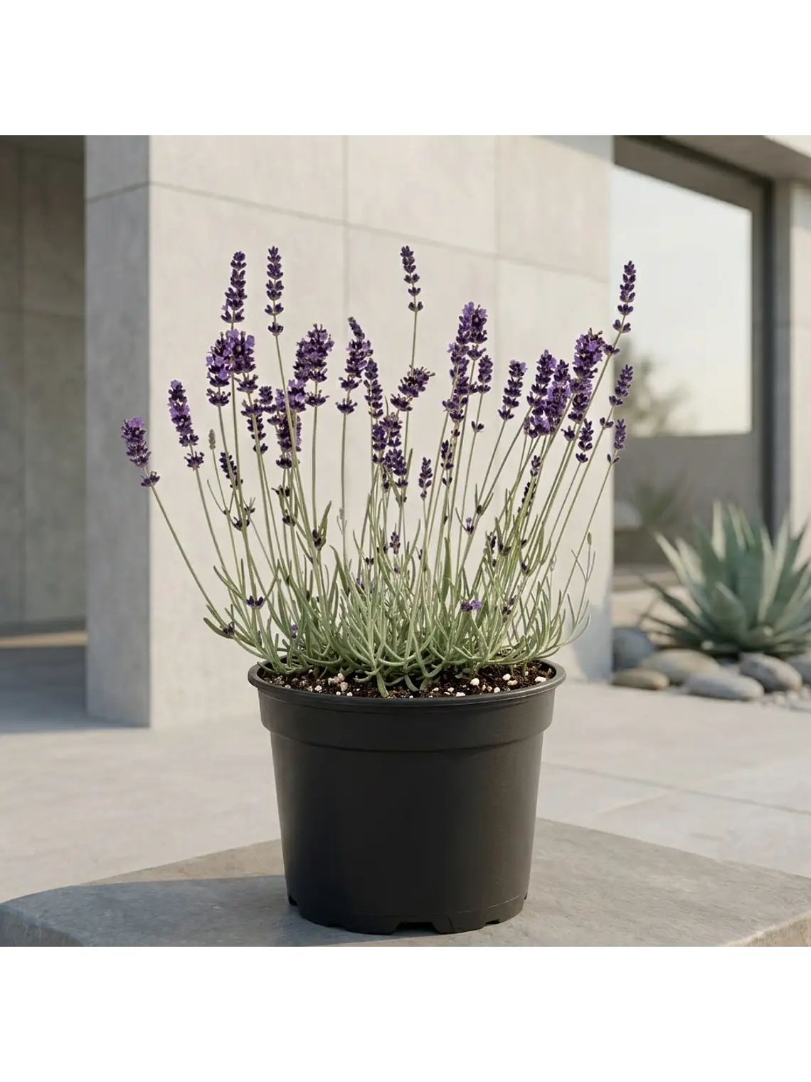 Lavanda 1