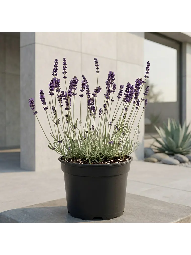 Lavanda 1