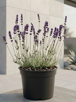 Lavanda