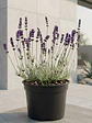 Lavanda - Miniatura 1
