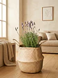 Lavanda - Miniatura 2