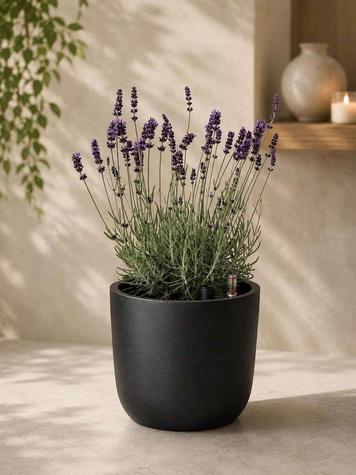 Lavanda 3