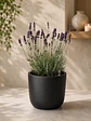 Lavanda - Miniatura 3