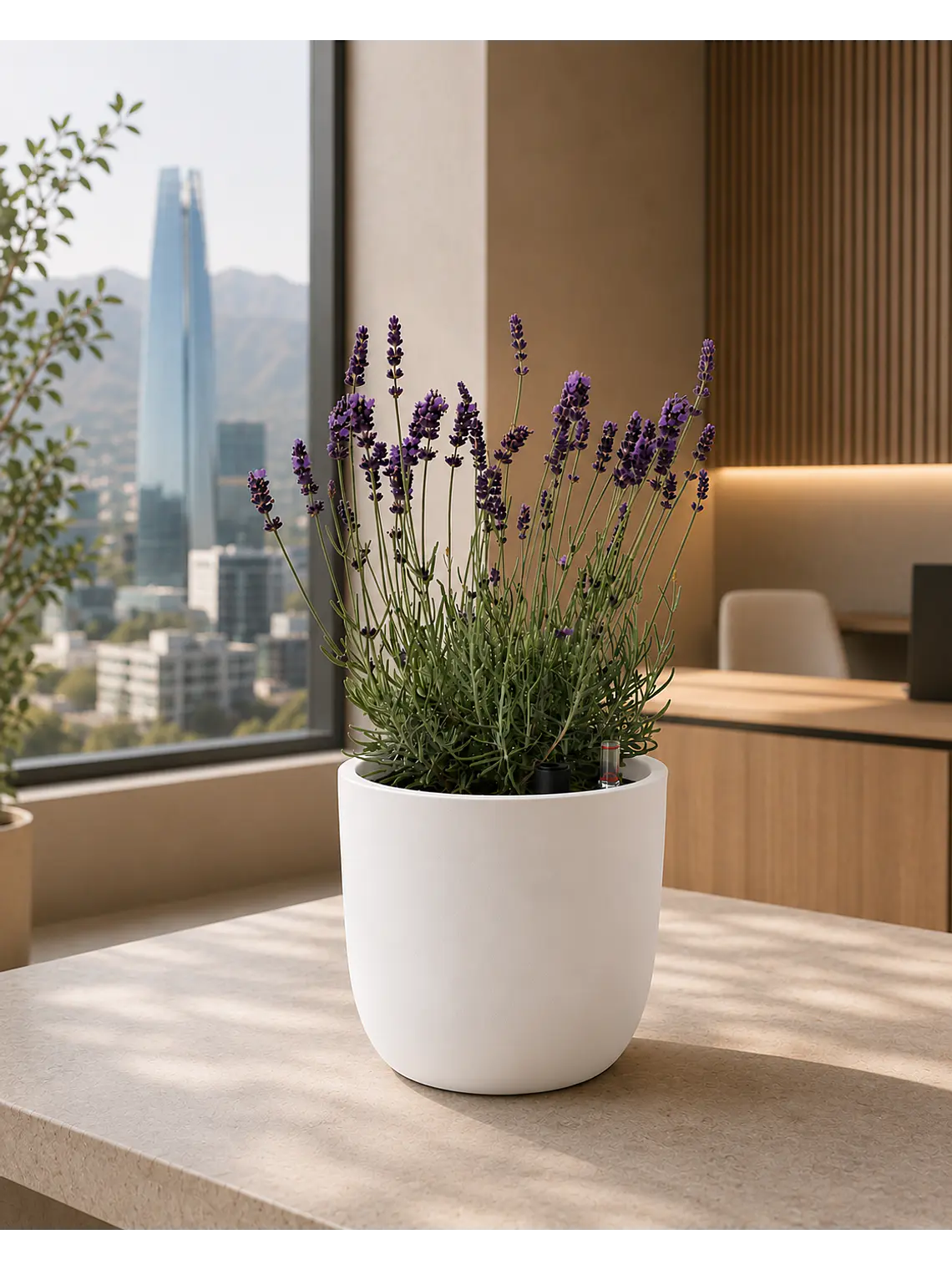 Lavanda 4