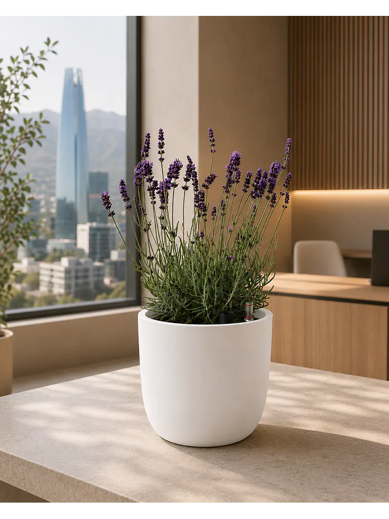 Lavanda 4