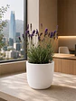 Lavanda - Miniatura 4