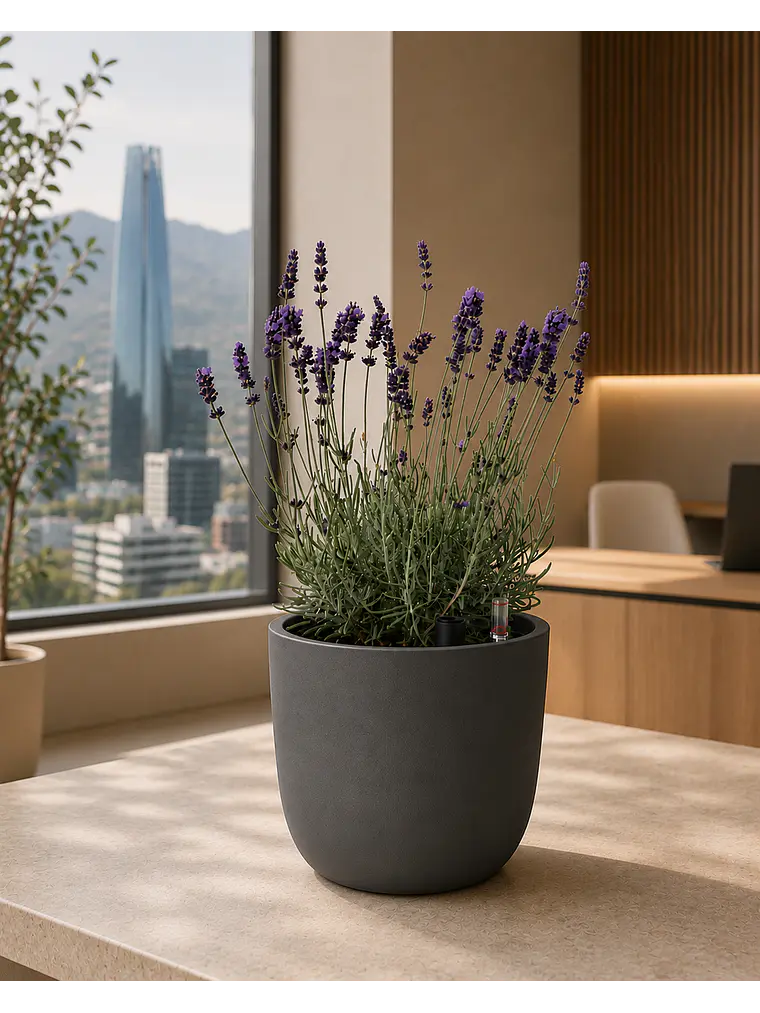Lavanda 5