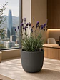 Lavanda - Miniatura 5