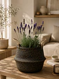 Lavanda - Miniatura 6