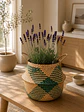 Lavanda - Miniatura 7