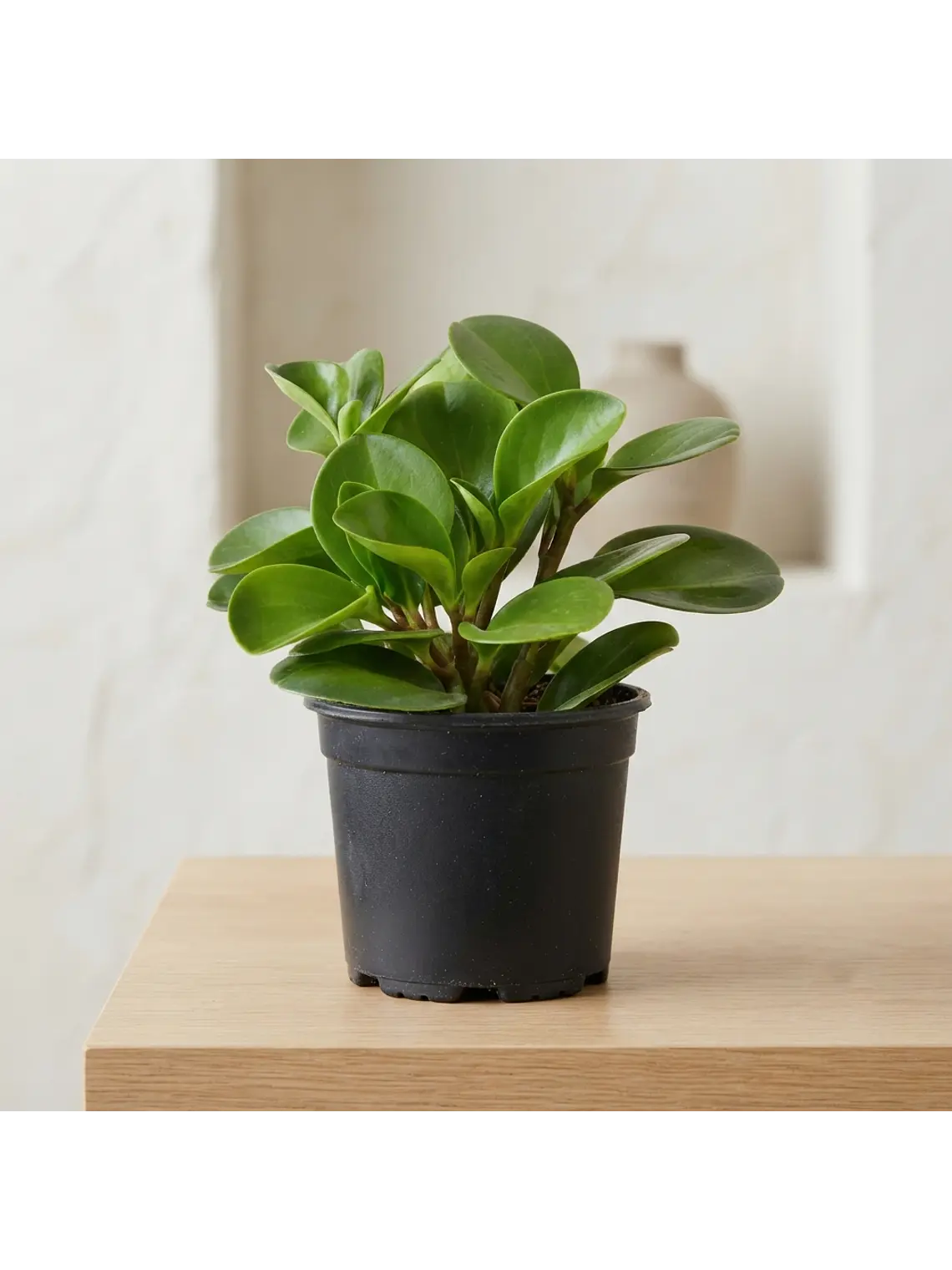 Peperomia  1