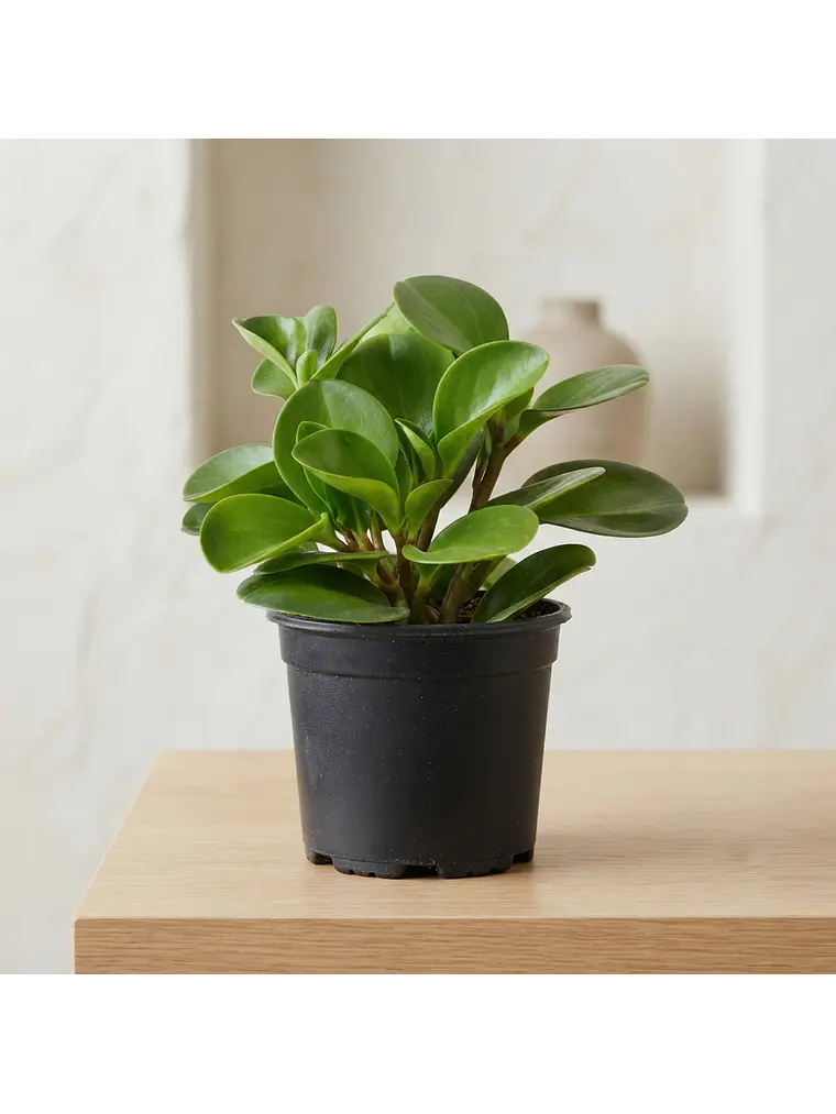 Peperomia  1
