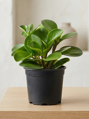 Peperomia 