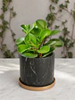 Peperomia  - Miniatura 2