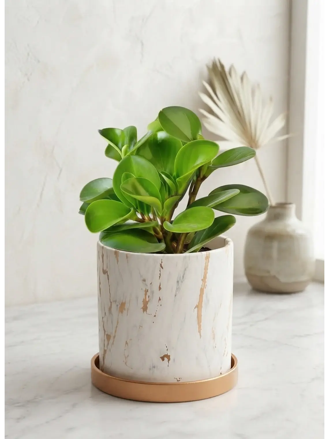 Peperomia  3