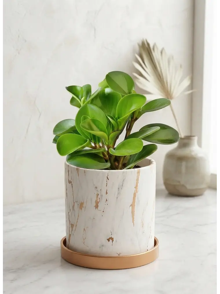 Peperomia  3