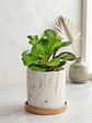 Peperomia  - Miniatura 3