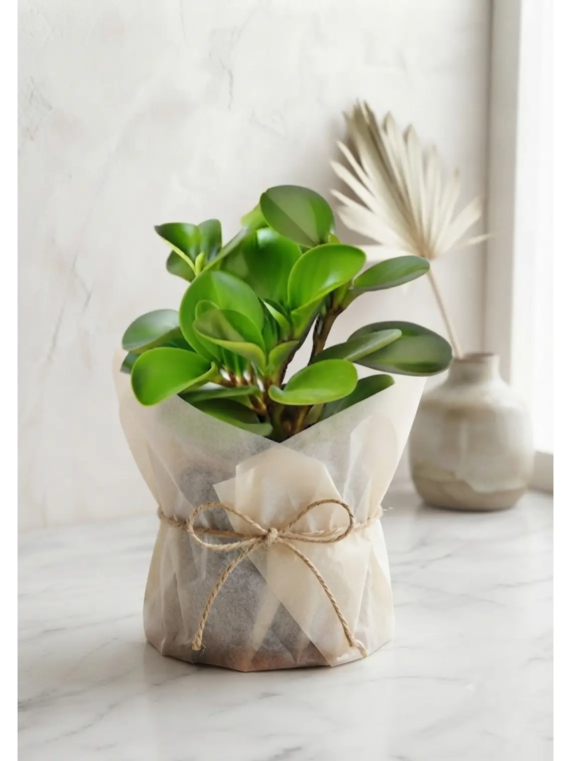 Peperomia  4