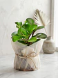 Peperomia  - Miniatura 4