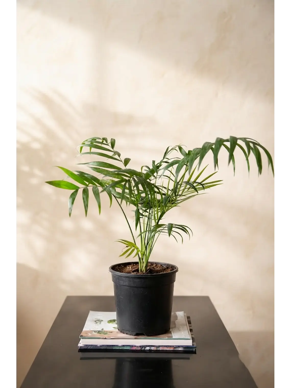 Palmera Chamadorea 2