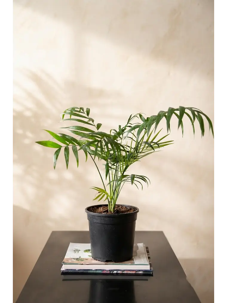 Palmera Chamadorea 2