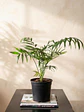 Palmera Chamadorea - Miniatura 2