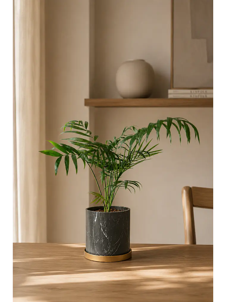 Palmera Chamadorea 3