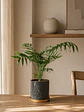 Palmera Chamadorea - Miniatura 3