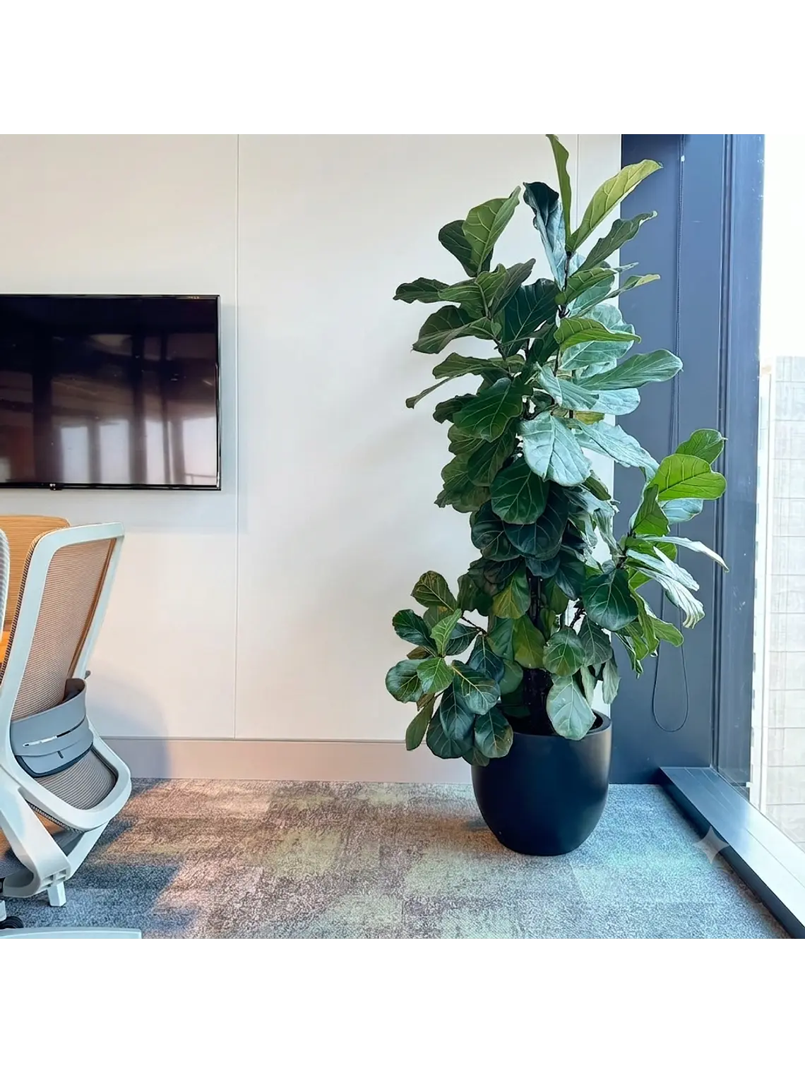 Ficus Lyrata XXL 1