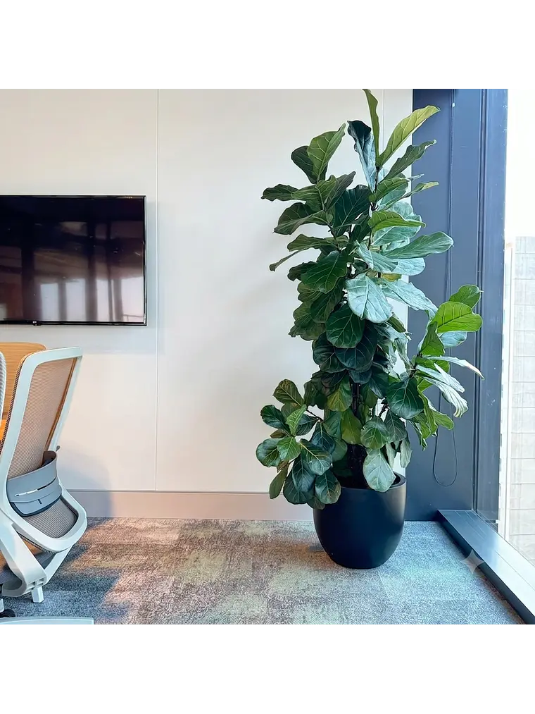 Ficus Lyrata XXL 1