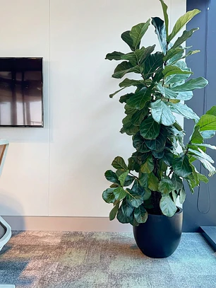 Ficus Lyrata XXL