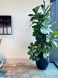 Ficus Lyrata XXL - Miniatura 1