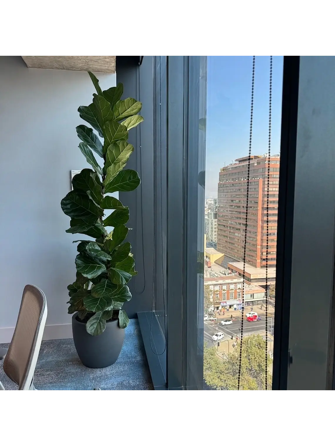 Ficus Lyrata XXL 4