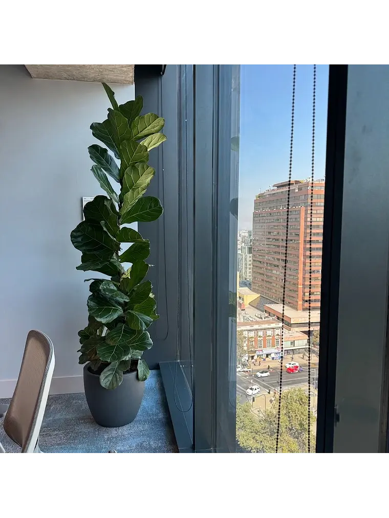 Ficus Lyrata XXL 4