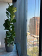 Ficus Lyrata XXL - Miniatura 4