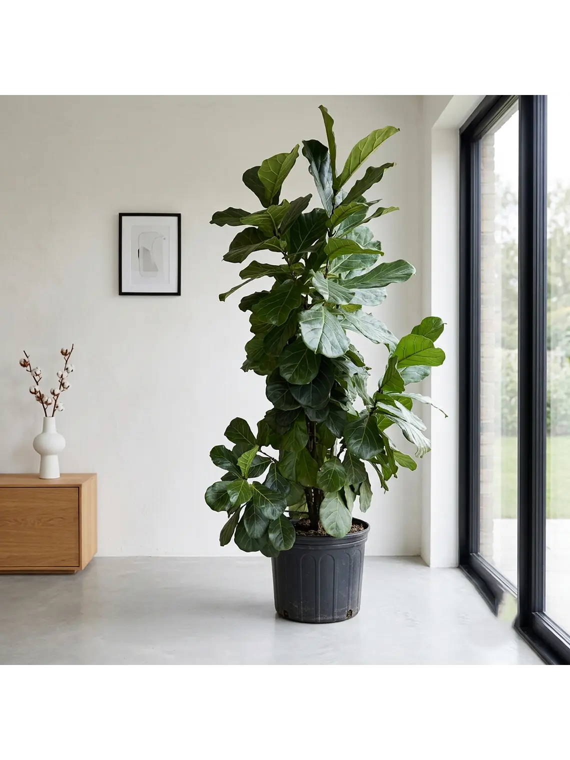 Ficus Lyrata XXL 2