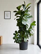Ficus Lyrata XXL - Miniatura 2