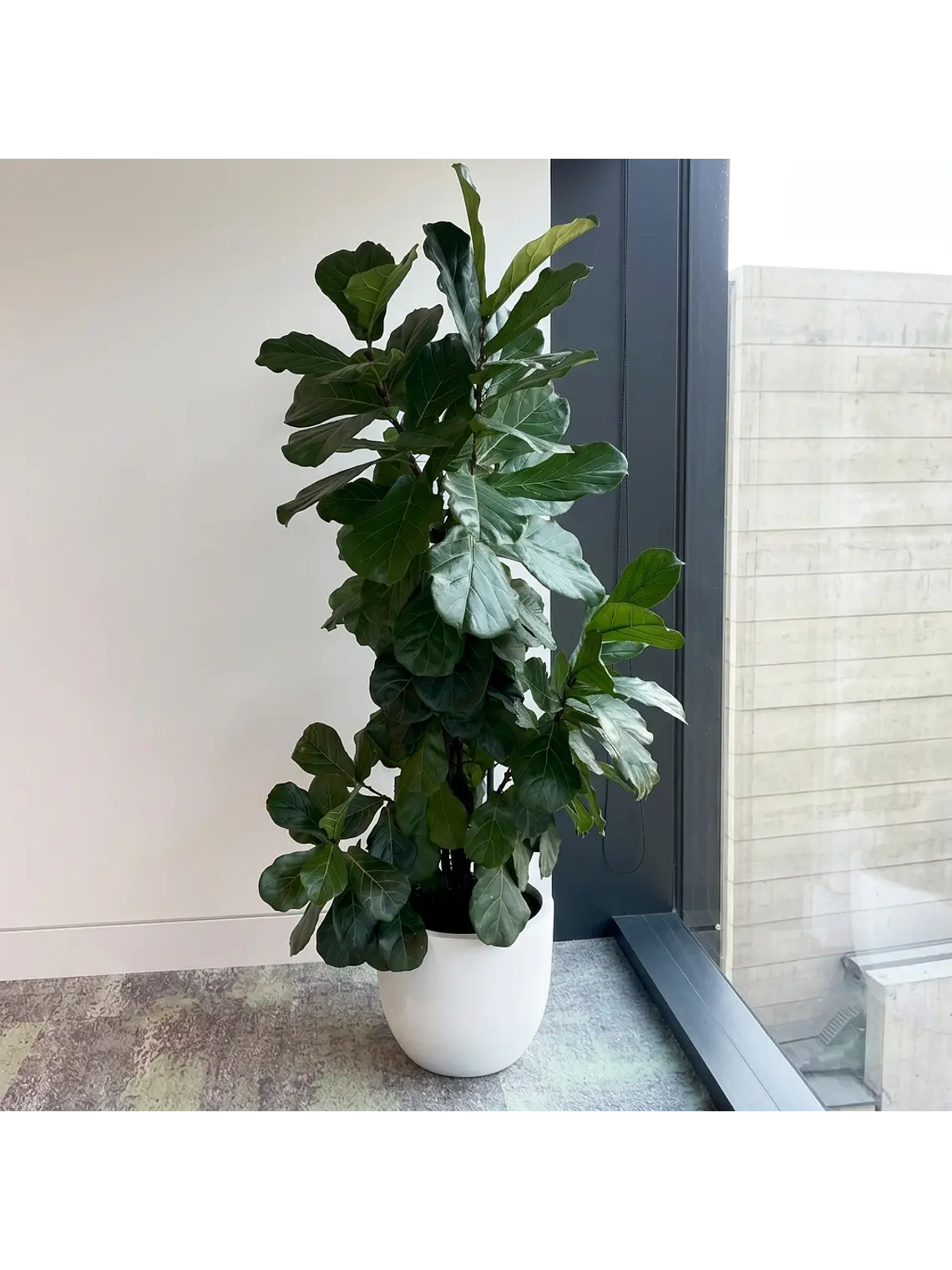 Ficus Lyrata XXL 3