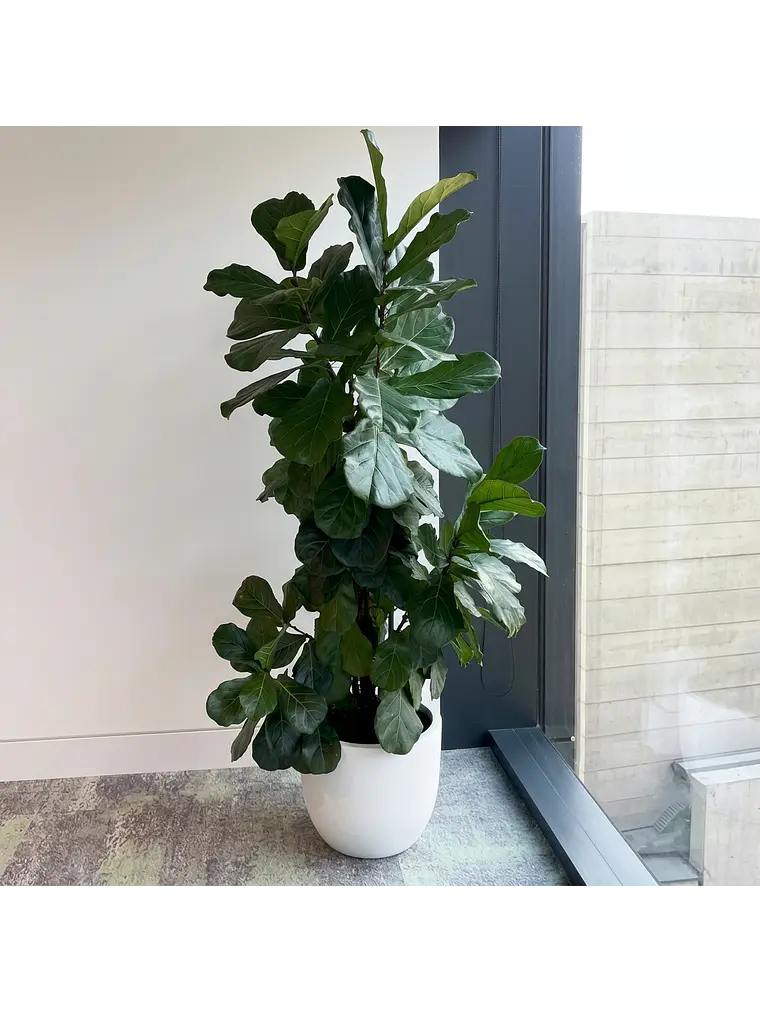 Ficus Lyrata XXL 3