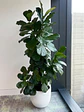 Ficus Lyrata XXL - Miniatura 3